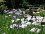 ���{�뉀�^���傤�Ԃ̎ʐ^1