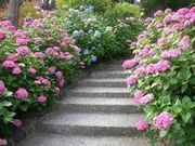 �Ƃ�������^�A�W�T�C�̎ʐ^1