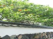 ���Ɖ��~�Ձ^�Ă݂���̉Ԃ̎ʐ^2