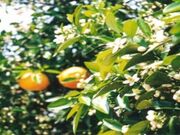 ���񂫂����^�Ă݂���̉Ԃ̎ʐ^2