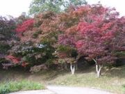 �]�������^���݂��̎ʐ^1