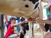 �D���_��^�����E�V���[�x�b�g���̌��̎ʐ^1