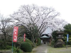 誕生院の桜の写真1