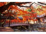 Oό^NV[ł߂uŒʎE䒲{v̎ʐ^4