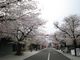祐徳稲荷神社の桜の写真4