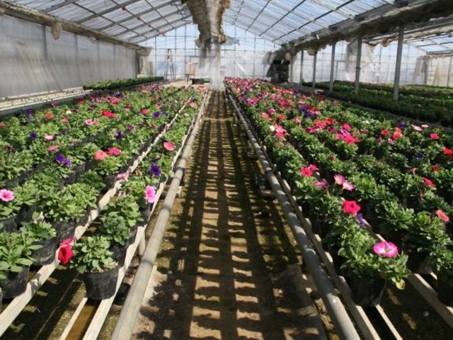 �����Ԃ��̎ʐ^1