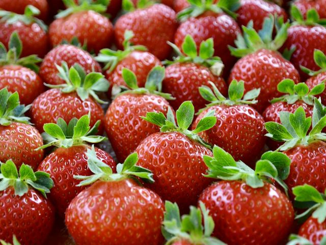 夏秋イチゴは酸味と甘味の両方が楽しめる品種ですが、やっぱり完熟のいちごは甘さが違います!_軽井沢ガーデンファーム