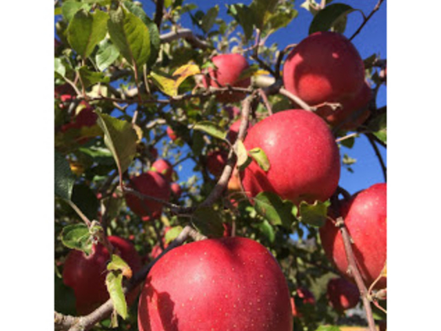 ��񂲉������ނ�