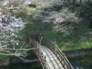 �V�]�̍����؂̎ʐ^2