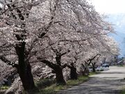 �V�]�̍����؂̎ʐ^2