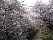 �V�]�̍����؂̎ʐ^3