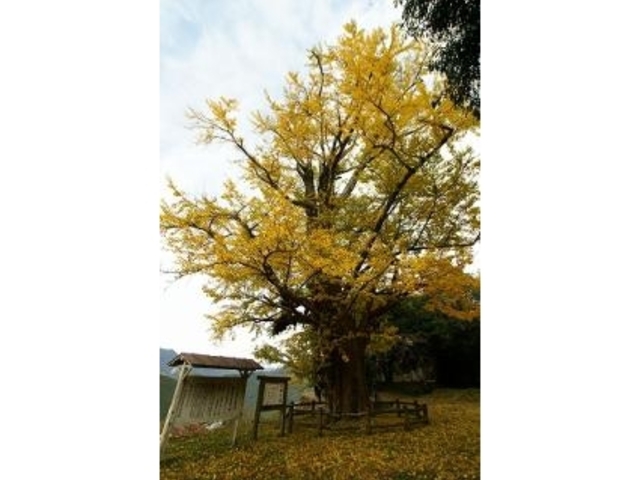 �����̑傢���傤�̎ʐ^1