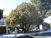 �i�����̃L�����N�Z�C�̎ʐ^1