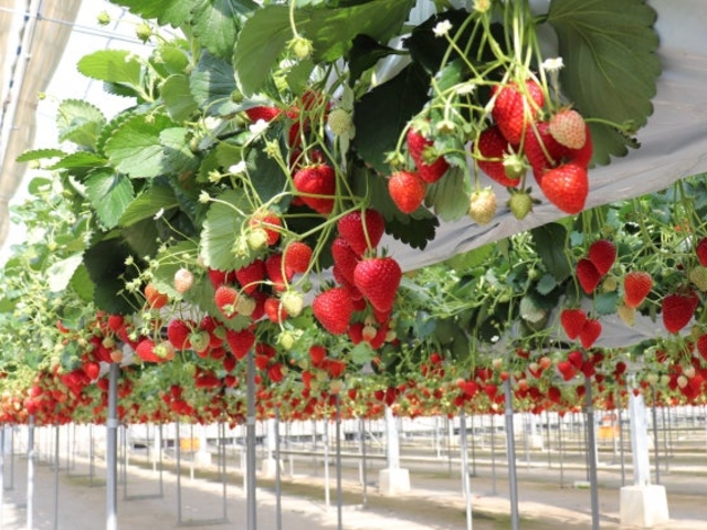 �͂��Ɣ_��