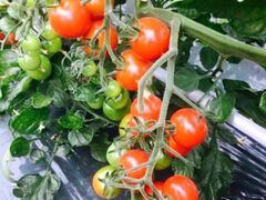 �~�j�g�}�g�̎��n�̌��̎ʐ^1