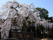 �}�����̎ʐ^1