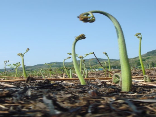 �����탏���r���̎ʐ^1