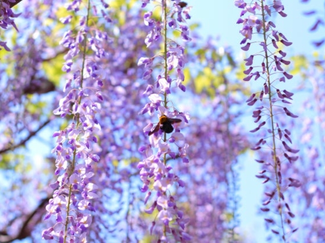 �����Ẫt�W�̌��J�i���m���V�R�L�O���j�̎ʐ^1