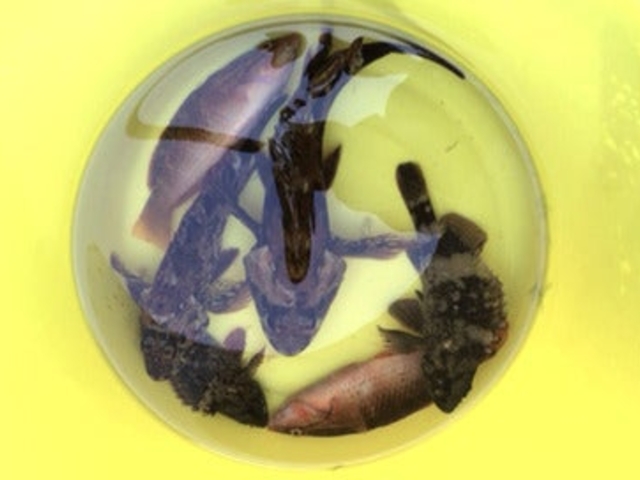 gĂԂŃtBbVOiނj̎ʐ^1