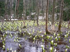 �g�R�~�Y�o�V���E�Q���n�̎ʐ^1