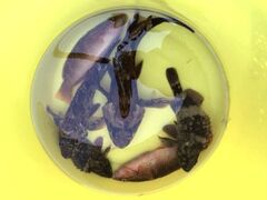 ���g���ĂԂ�Ńt�B�b�V���O�i�ނ�j�̎ʐ^