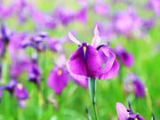 �m�n�i�V���E�u�Q���n�̎ʐ^1