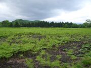 �����탏���r���̎ʐ^2