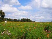 �x�c���Ƃɂ�k���̎ʐ^1