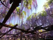 ẪtW̌JimVRLOj̎ʐ^4