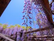 �����Ẫt�W�̌��J�i���m���V�R�L�O���j�̎ʐ^2