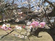 �����Ձi��������j�̔~�̎ʐ^2