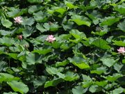 ����s������^�������̑��n�X�̎ʐ^2