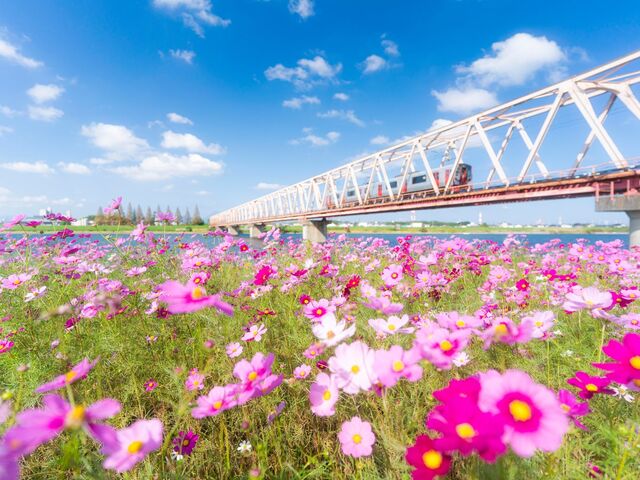 ����͐�~�E�݂̃R�X���X���̎ʐ^1