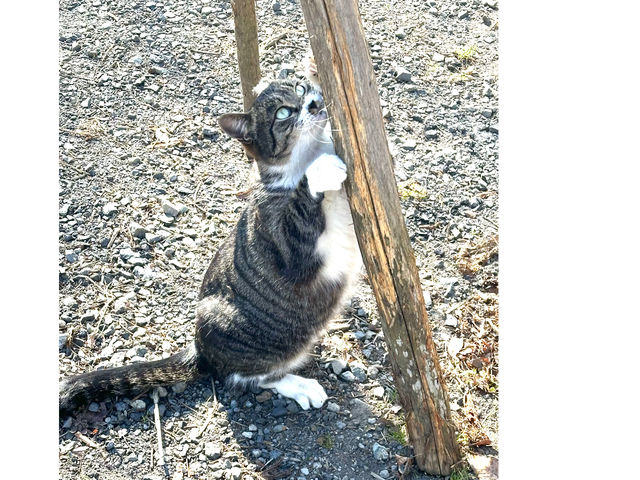 ���̃L�����v��̃}�l�[�W���[
���񂿂��_�L�̂���L�����v��i����͂��V�т̐X�L�����v��j