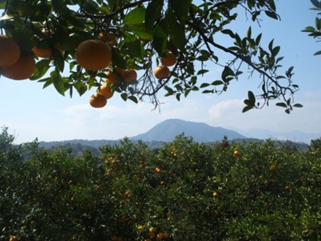 �\�t�B�b�R�����h