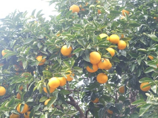 �\�t�B�b�R�����h