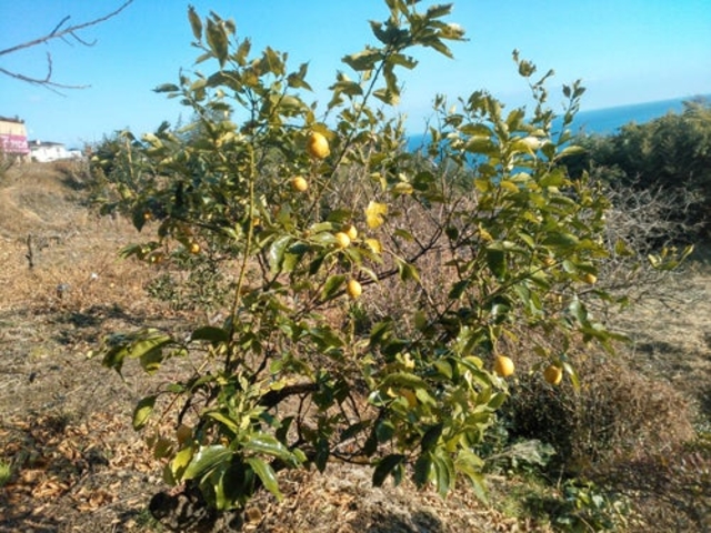 �\�t�B�b�R�����h