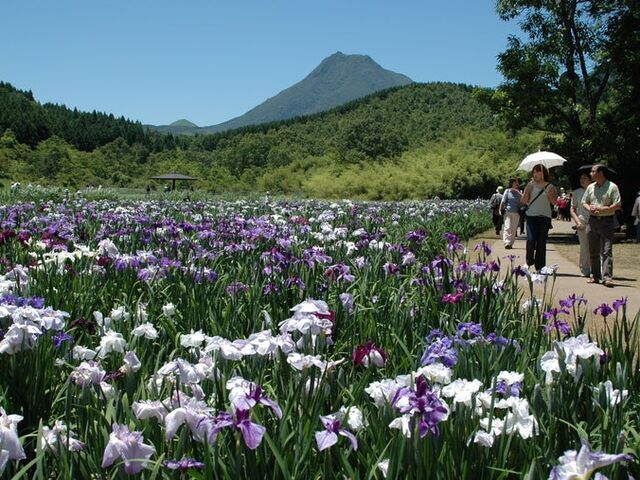 �_�y���΂̎ʐ^1