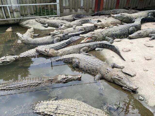 �S�R�n���̎ʐ^1