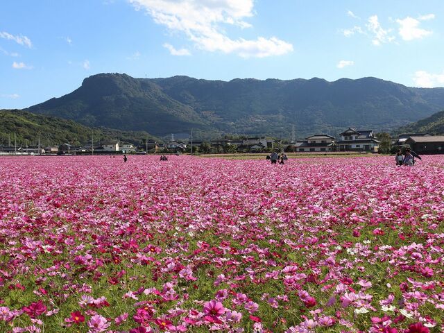 �O���R�X���X���̎ʐ^1