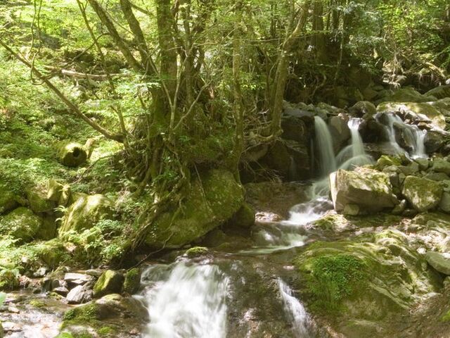 ��O�x�N���̎ʐ^1