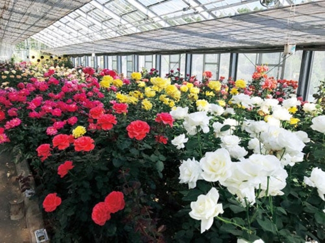 ���[�Y�q�����܂����i���c�s�V���_�ƌ����j�̎ʐ^1