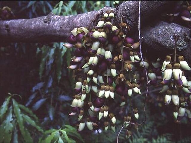 ���]�J�Y���̎ʐ^1