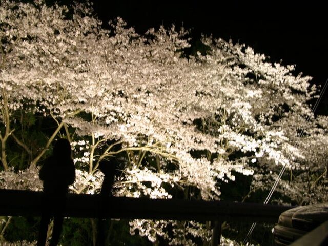 �Y��i���炵��j���̍����؂̎ʐ^1