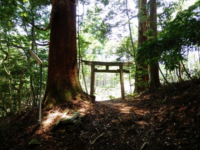 �钹���R�̎��R�т̎ʐ^1