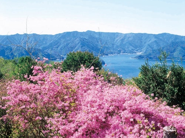 ���������̎ʐ^1