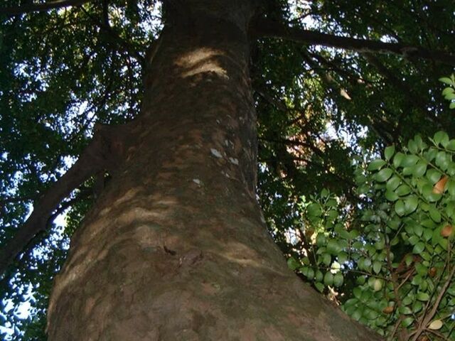 �܏����_�Ђ̎ʐ^1