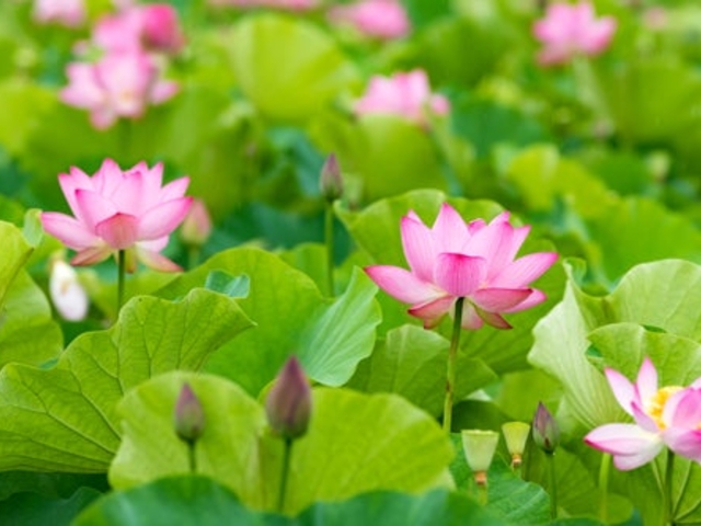 �P�n�Ε������̎ʐ^1