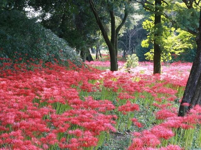 ���c�X�Õ��̔ފ݉Ԃ̎ʐ^1