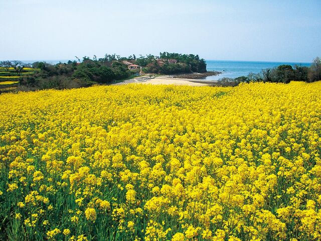 �ԂƃA�[�g�̖� ����@